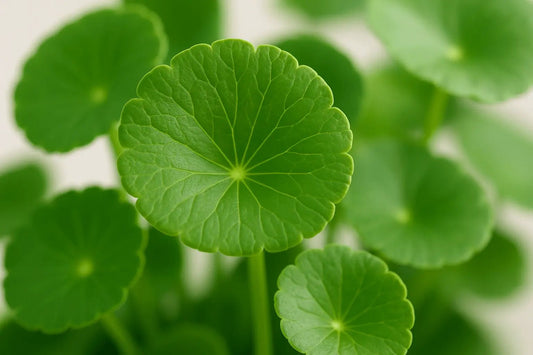 Centella Asiatica: The Ancient Herb Revolutionizing Modern Skincare - Wax | Wane